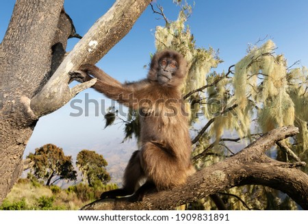 Close up of a baby Gelada monkey sitting in a tree, Simien mountains, Ethiopia.
