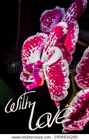 Holiday card - blooming bright multicolored orchids, holiday greetings, handwritten inscription with a brush, greeting lettering.