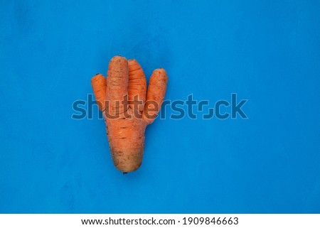 Ugly vegetable. Unusual fused carrots with four tails. Concept - Food waste reduction. Using in cooking imperfect products. Blue background, copy space. Royalty-Free Stock Photo #1909846663