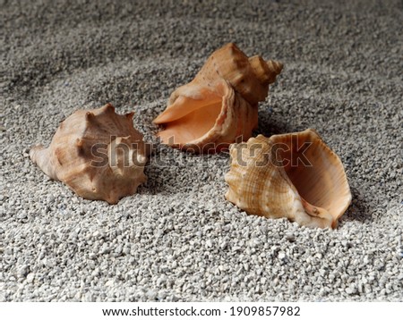 sea shells lie on a sandy surface, illuminated by a bright light source