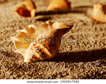 sea shells lie on the sandy shore of the ocean, they are illuminated by the warm setting sun, the concept of relaxation