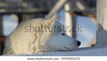 White Siberian Husky. The magnificent dog gazes dreamily into the distance. Blurred background. Selective focus.