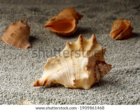 sea shells lie on a sandy surface, illuminated by a bright light source