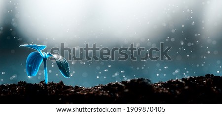 Rising young fresh plant growing in heavy rain. Symbolizes the struggle for a new life. Blue color filter Royalty-Free Stock Photo #1909870405