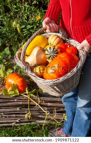 In the vegetable garden - gardener holding a basket of freshly harvested squash  