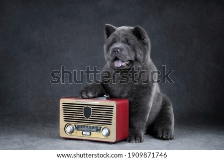 Cute fluffy chow chow puppy with radio