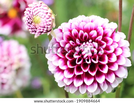 Beautiful two tone Dahlia flower