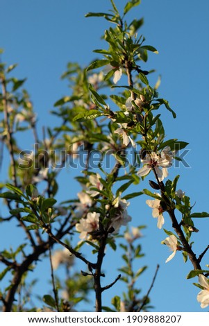 Picture of the almond tree blossoms