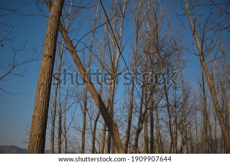 picture of poplar or populus trees farming.