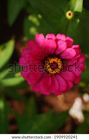 Fresh red zinnia flowers in the photo from above, Close up