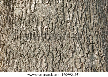 tree bark close up. ash bark close up. bark of an old giant ash tree. tree bark textures and patterns Royalty-Free Stock Photo #1909921954