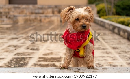 Pretty young female yorkshire terrier dog, with blond coat in a red woolen sweater, outdoors in winter