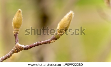 
Magnolia bud in winter, close up Royalty-Free Stock Photo #1909922380