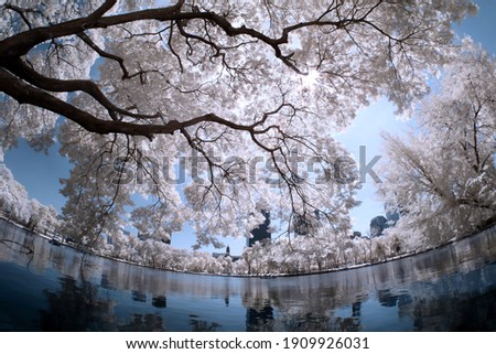 Infrared photography Lumphini Park, White trees, Outdoor