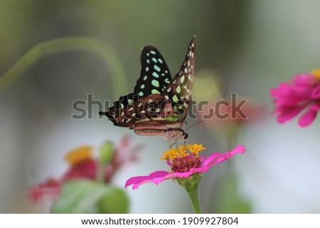 Natural pastel background. Morpho butterfly and dandelion. Seeds of a dandelion flower in droplets of dew on a background of sunrise. Soft focus.