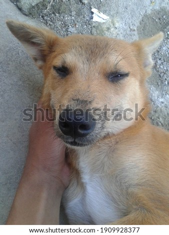 a cute brown domestic dog named Reva