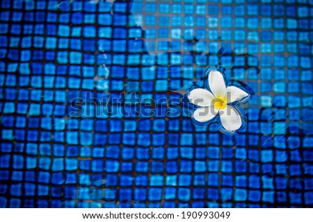 white flower in the pool