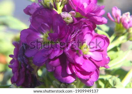 a closeup of hoary stock plants with pink and purple flowers 4404