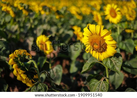 Sunflower is beautiful in the field
