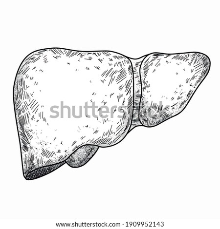 Hand made Liver. Vector Illustration
