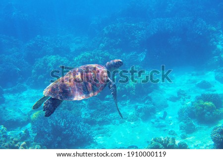 Cute sea turtle in blue water of tropical sea. Green turtle underwater photo. Wild marine animal in natural environment. Endangered species of coral reef. Tropical seashore wildlife. 