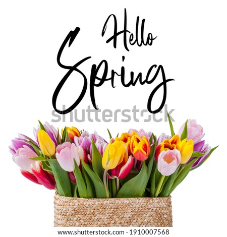 Beautiful tulip flowers in basket isolated on white background and hand lettering Hello Spring. Seasonal greeting card design Royalty-Free Stock Photo #1910007568