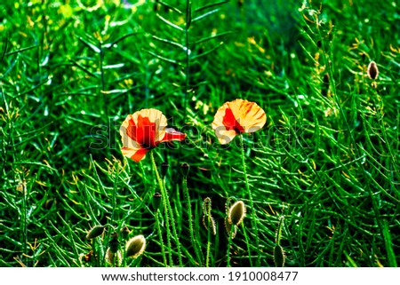 poppy in focus red and shining brightly in the center of the picture with a blurred background of green plants