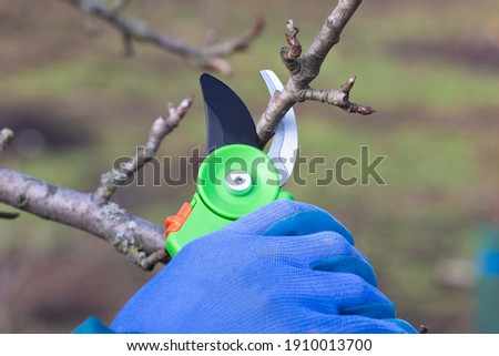 The gardener cuts fruit trees with a pruner Royalty-Free Stock Photo #1910013700