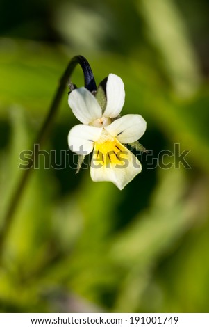 Field Pansy (Viola arvensis) in spring