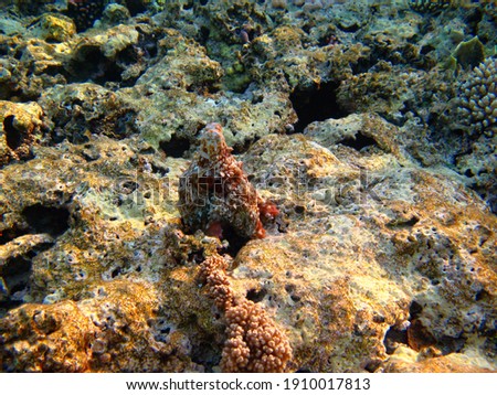 Masked octopus hiding on the coral reef. Animal in the tropical ocean, underwater photography from scuba diving. Marine life and coral in the sea. Underwater wildlife.