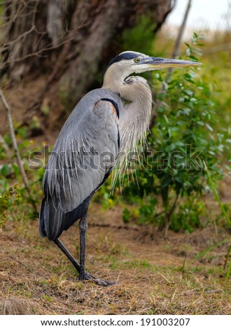 HDR Photo of a Great Blue Heron