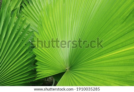 Vibrant Green Fan-liked Leaves of Panama Hat Palm Plants for Background