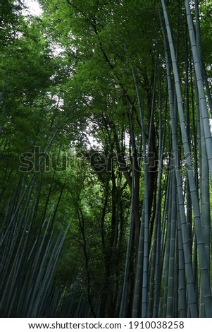 Soft focus of Natural landscape of Green tropical bamboo groove forest