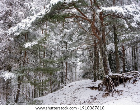 Road Among Snow Covered Trees In The Winter Forest. Winter Forest Landscape . Beautiful Winter Morning In A Snow Covered Pine Fore. January in a dense forest seasonal view