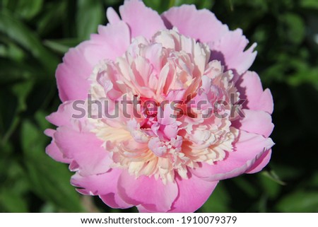 A beautiful pink peony blooms on a green background. Peony is a medicinal flower. Top view.