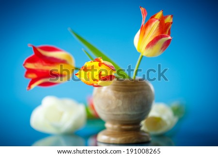  bouquet of spring tulips on a blue background