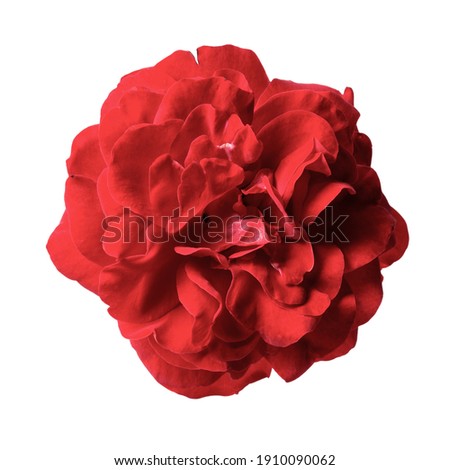 Red rose isolated on white. Close-up of blooming flower head. 