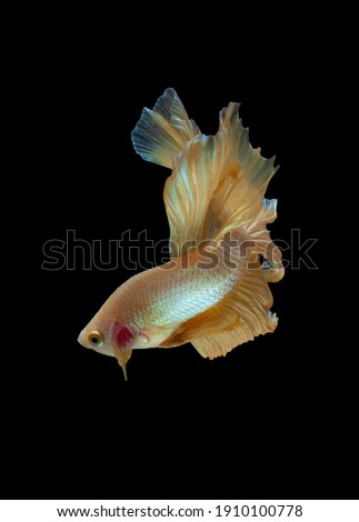 Multi color Siamese fighting fish(Rosetail)(halfmoon),fighting fish,Betta splendens,on black 
 background with clipping path