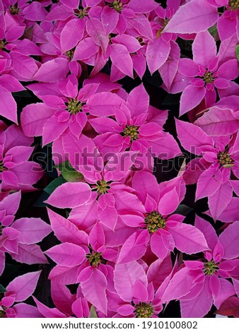 this pic show the poinsettia flower have pink leaves color background
