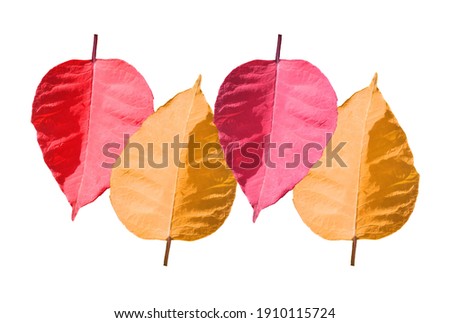 Creative layout, Colorful four leaves isolated on white background, stock image photos, for advertising card or invitation