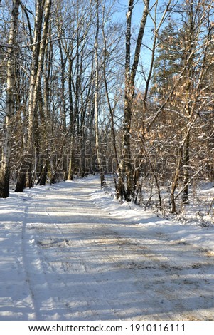 Winter landscape, path in the forest. Footpath in winter wood. Winter landscape with trees, the gournd covered by snow.