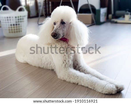 Standard poodle puppy sitting quietly in the living room Royalty-Free Stock Photo #1910116921