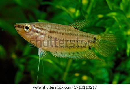 The croaking gourami (Trichopsis vittata) is a species of small freshwater labyrinth fish of the gourami family. Royalty-Free Stock Photo #1910118217