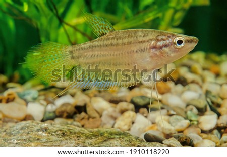 The croaking gourami (Trichopsis vittata) is a species of small freshwater labyrinth fish of the gourami family. Royalty-Free Stock Photo #1910118220