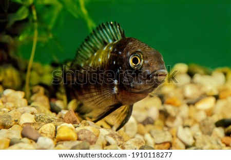 Tropheus duboisi, the white spotted cichlid, is a species of cichlid endemic to Lake Tanganyika. It can reach a length of 12 cm