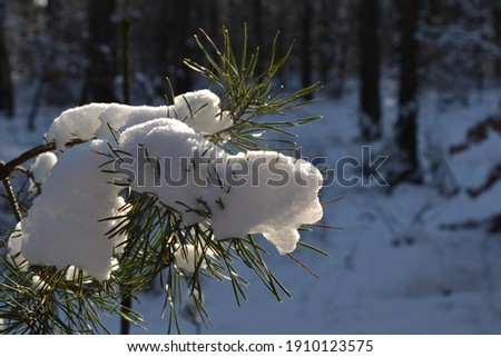 Snow-covered pine branches. Pine branch in the snow. Snowdrifts. Winter landscape. Close-up. Detail of pine tree branch covered with snow. 