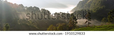 Chiang Mai trip nature pictures Photo of Mae Ya Waterfall, Strawberry Rai, a beautiful landmark of the province, MaeHongSon, Mexican yellow sunflower field on a mist on a mountain, Tha