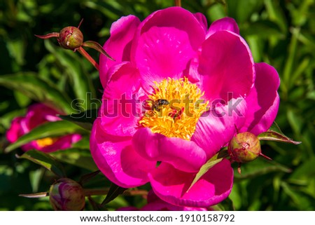 Fully bloomed pink peony flower