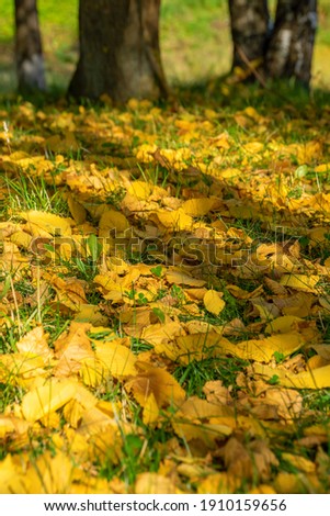 Yellow leaves on green grass. Autumn photo
