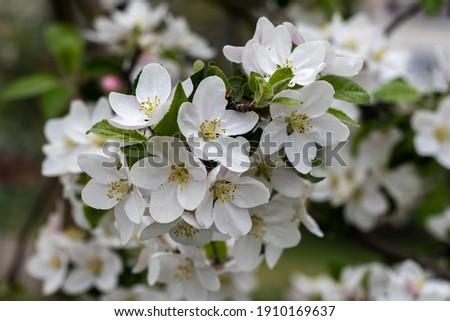 Spring apple blossom with white petals. Shallow depth of field.